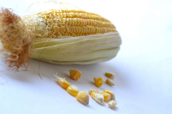 Científicos descubren variedad de maíz que no requiere fertilizantes químicos.