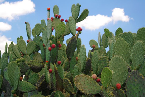 Nopal: Alimento milenario orgullosamente mexicano