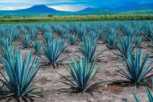 Municipios mexiquenses dedicados a la producción de mezcal serán beneficiados