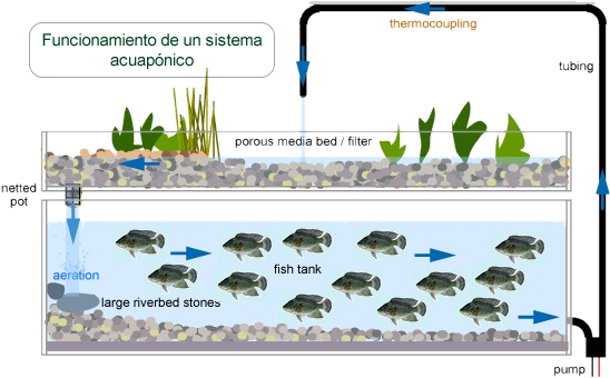 La acuaponia es un sistema de producción sustentable que consiste en cultivar al mismo tiempo plantas y peces.