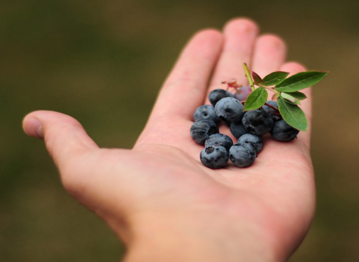 Los arándanos son frutos que aportan grandes beneficios a la salud por su alto contenido de antioxidantes.