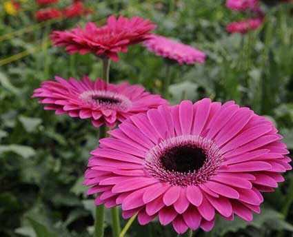 Estado de México: Único productor de gerbera, de todo el país. | Equipartes  Agrícolas