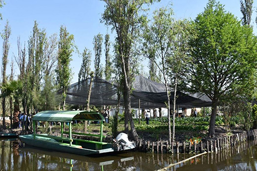 Las chinampas conservan técnicas tradicionales de cultivo prehispánicas manteniendo su capacidad de producción y abastecimiento de productos agrícolas.