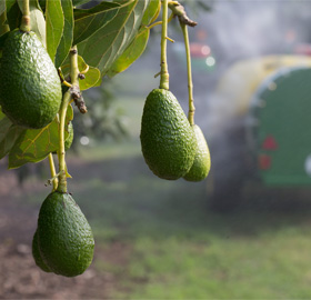 Las fuentes del crecimiento de la producción agrícola