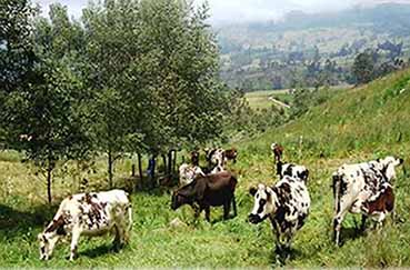 La ganadería ecológica es un conjunto de técnicas ganaderas que excluye el uso de productos químicos.