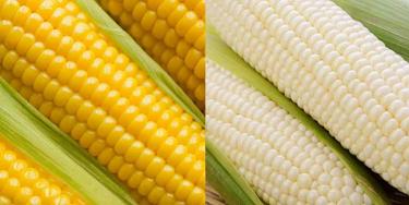 Maíz blanco o amarillo? | Equipartes Agrícolas